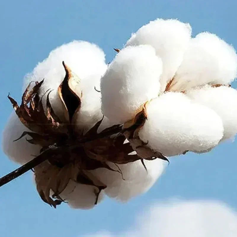 S5a20274e2ec244fd91edfc4354608a1ch